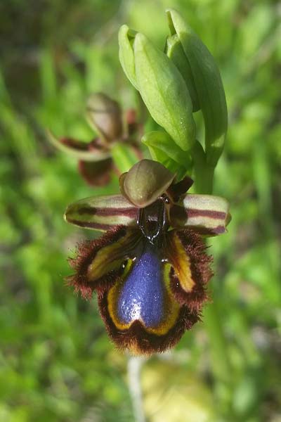 Ophrys miroir